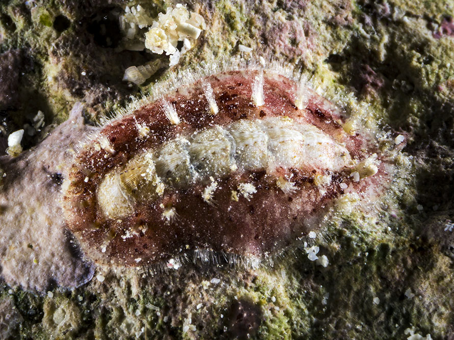 Acanthochitona spA